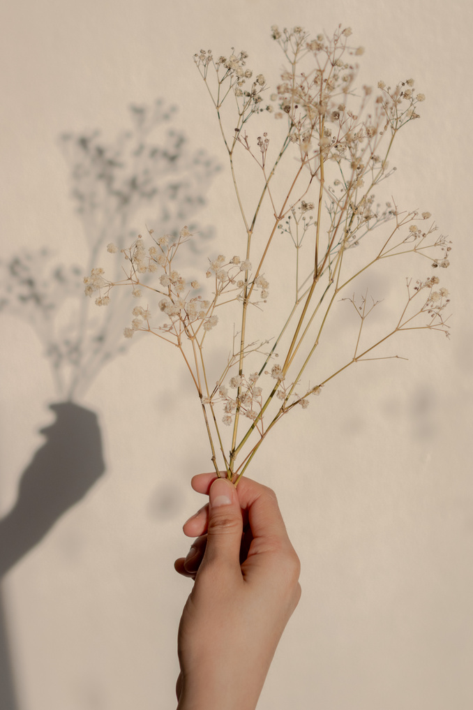 Person Holding Dried Baby's-breath Flowers